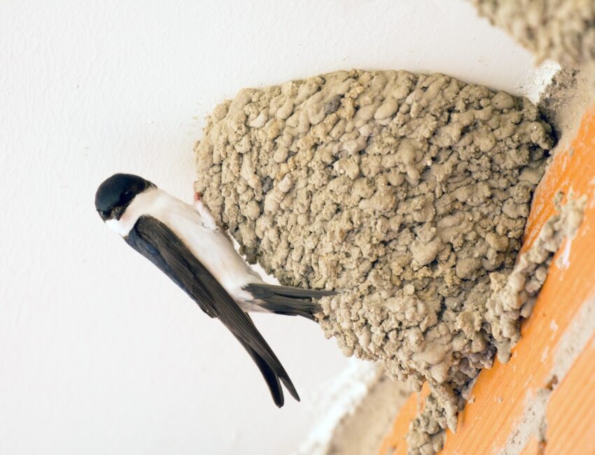 Nützliche Schwalben – Wohlstand oder Wertminderung des Hauses?